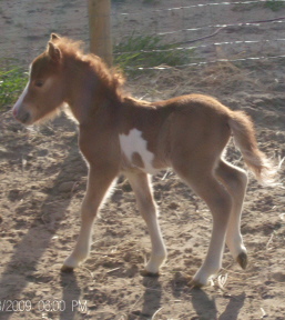 Cody 4-09.jpg